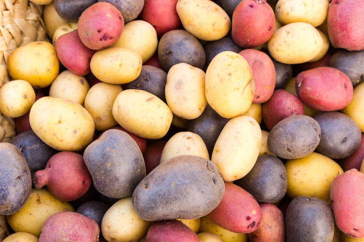 Pommes de terre anciennes et originales - Bon Plant Pomme de Terre