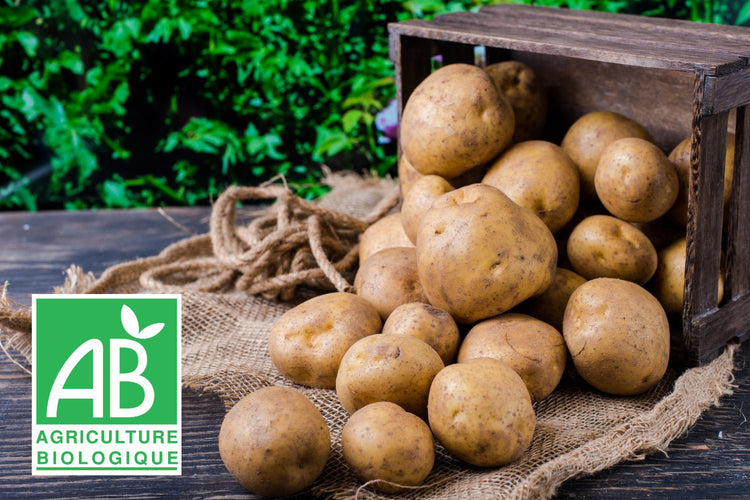 Pommes de terre Bio certifiées AB - Bon plant pomme de terre