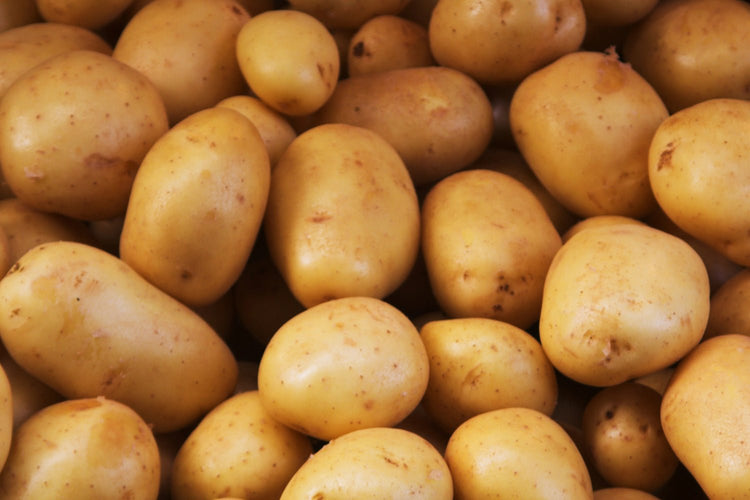 Pommes de terre de gros calibres à la récolte - Bon Plant Pomme de Terre