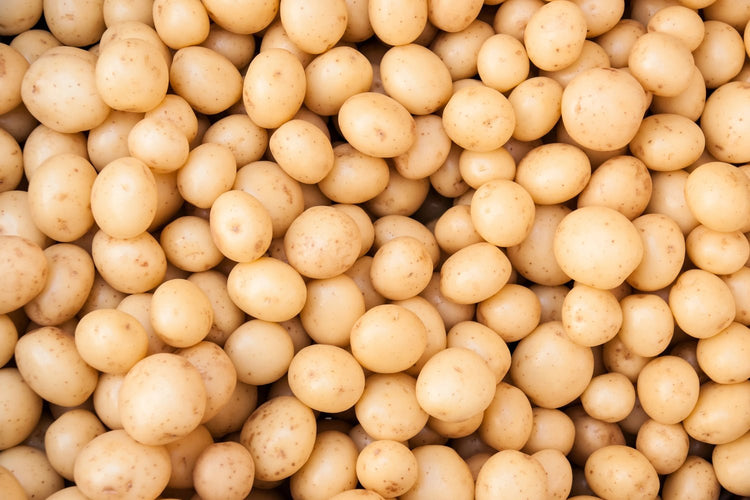 Pommes de terre de petits calibres à la récolte - Bon Plant Pomme de Terre