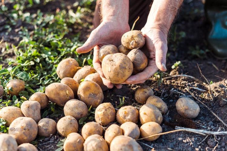 Pommes de terre demi précoces - Bon Plant Pomme de Terre