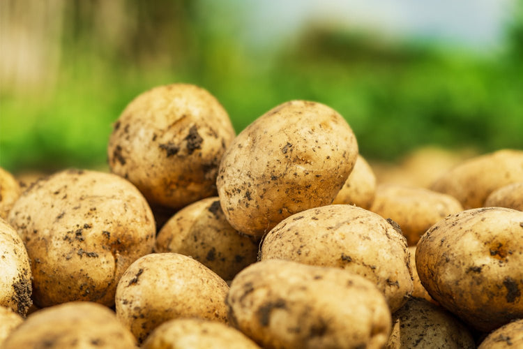 Pommes de terre résistantes - Bon Plant Pomme de Terre