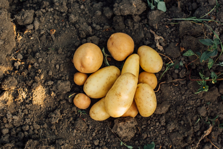 Pommes de terre très précoces - Bon Plant Pomme de Terre