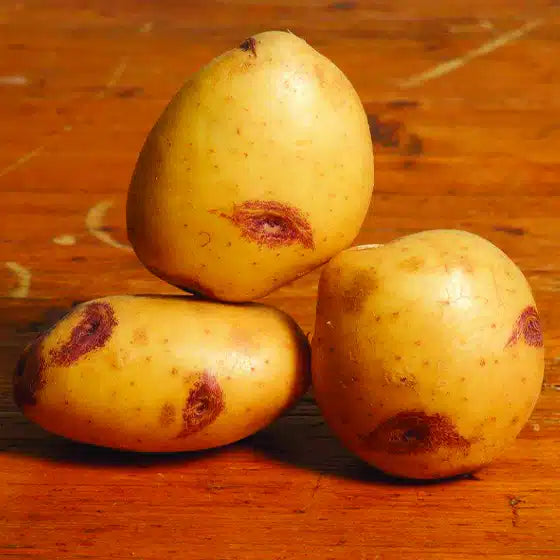 Pomme de terre Blue Belle - Bon Plant Pomme de Terre