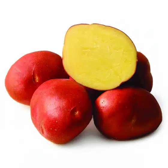 Pomme de terre Dalida - Bon Plant Pomme de Terre