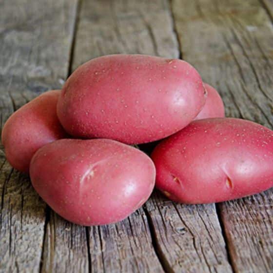 Pomme de terre Manitou - Bon Plant Pomme de Terre