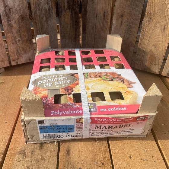 Pomme de terre Marabel - Clayette de 60 plants germés - calibre 28-35mm - Bon Plant Pomme de Terre