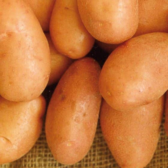 Pomme de terre Rosabelle - Tubercules - Bon Plant Pomme de Terre