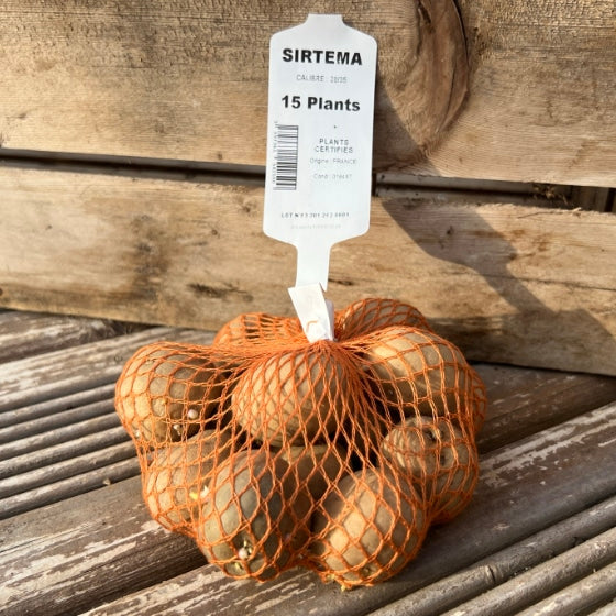Pomme de terre Sirtema - Calibre 28-35mm - Filet de 15 plants - Bon Plant Pomme de Terre