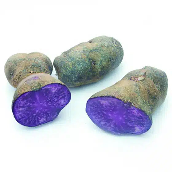 Pomme de terre Vitelotte - La Violette - Bon Plant Pomme de Terre