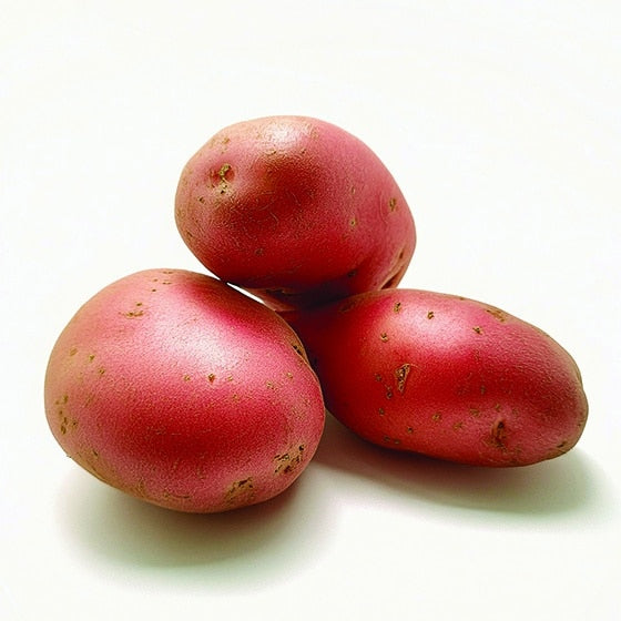 Pomme de terre Prospere-variété Stemster - Bon Plant Pomme de Terre