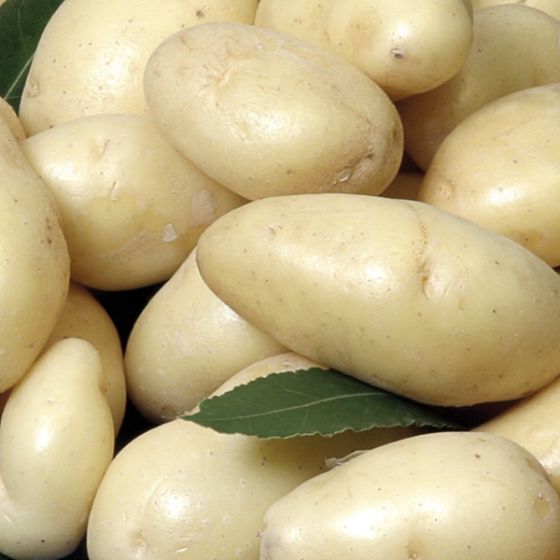 Pomme de terre Linzer Delikatess BIO - Pomme de terre très précoce - Bon Plant Pomme de Terre