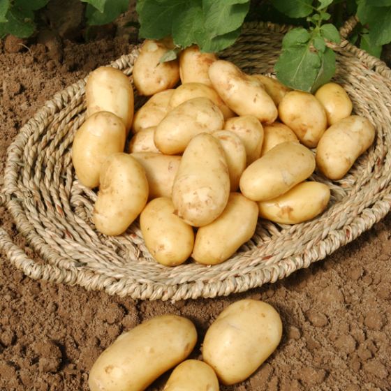 Récolte pomme de terre Elodie - Bon Plant Pomme de Terre
