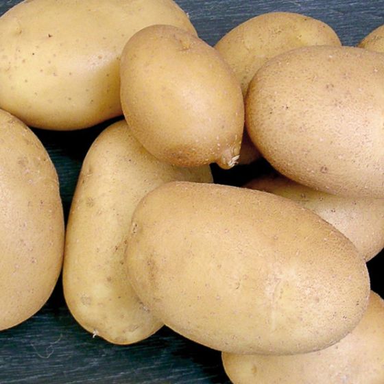 Tubercules pomme de terre Elodie - Bon Plant Pomme de Terre