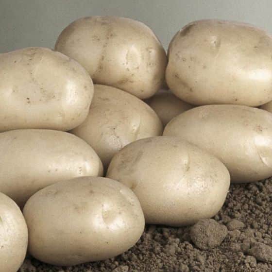 Tubercules pomme de Terre Sirtema - Bon Plant Pomme de Terre