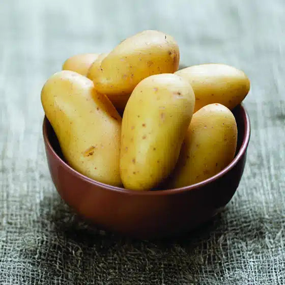 Pomme de terre Nicola - Bon Plant Pomme de Terre