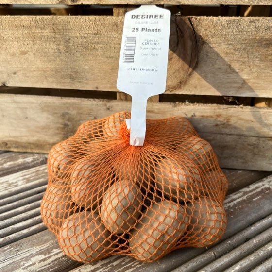 Pomme de Terre Désirée – Boîte ou filet de 25 plants – Calibre 28/35 mm - Bon Plant Pomme de Terre