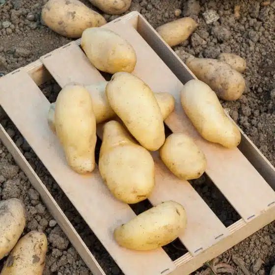 Pomme de terre Linzer Delikatess BIO - Pomme de terre très précoce - Bon Plant Pomme de Terre