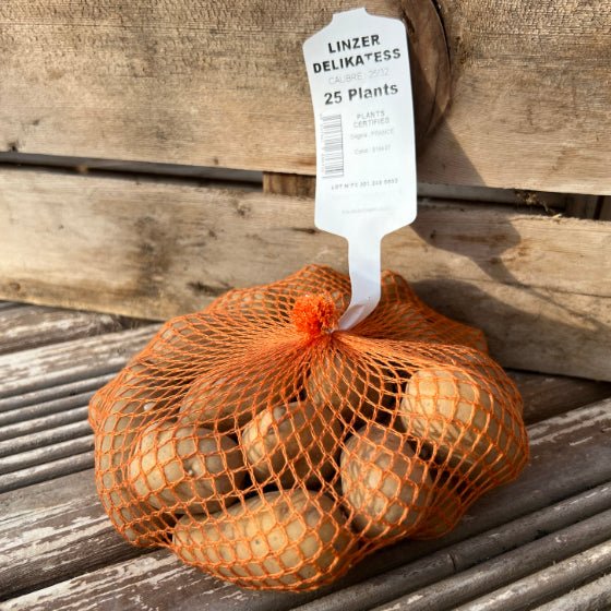 Pomme de terre Linzer Delikatess - Filet de 25 plants - Calibre 25/32 mm - Bon Plant Pomme de Terre