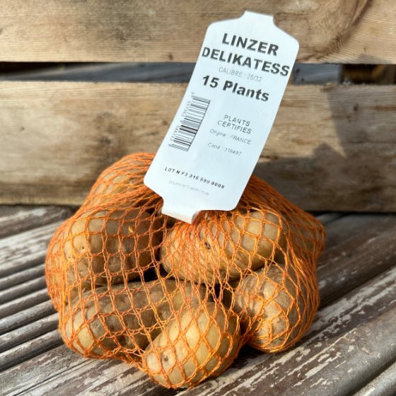 Pomme de terre Linzer Delikatess - Filet de 15 plants - Calibre 25/32 mm - Bon Plant Pomme de Terre