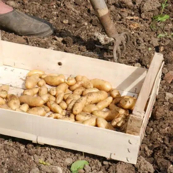 Pomme de terre Ratte - Pomme de terre demi-précoce - Bon Plant Pomme de terre