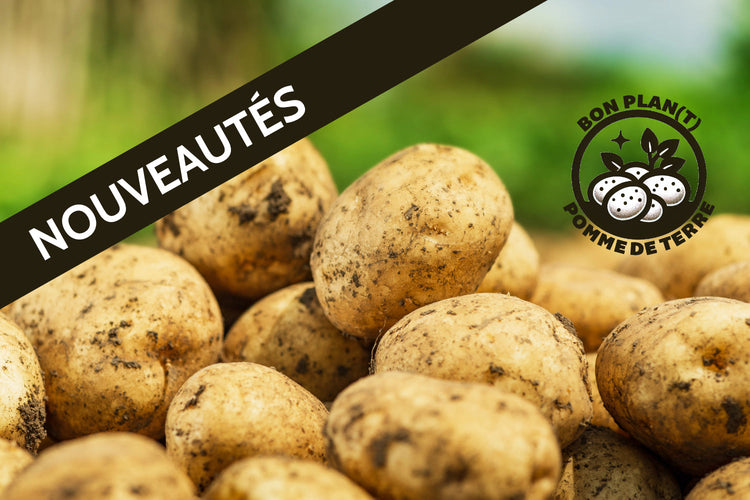Nouveautés plants de pommes de terre - Nouvelles variétés Bon Plant Pomme de Terre
