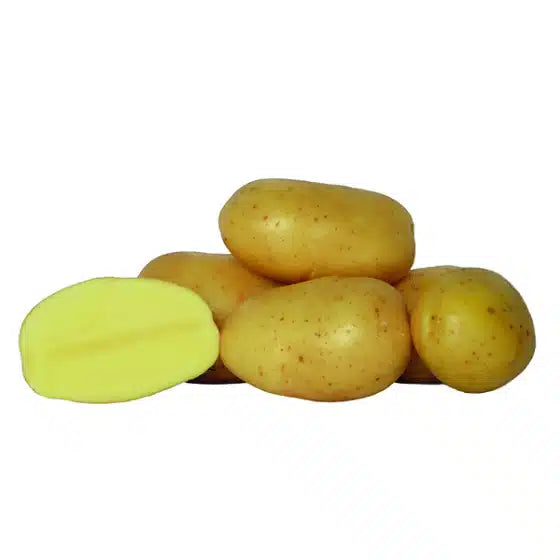 Pomme de terre Alanis  - Bon Plant Pomme de Terre